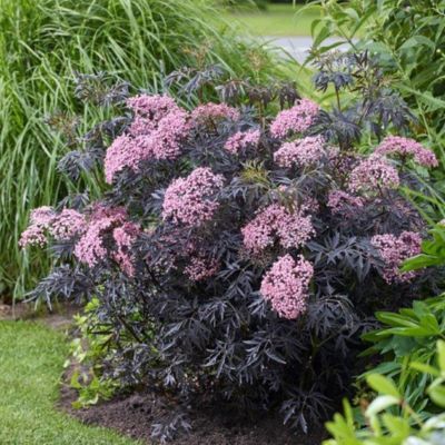 Sureau noir Cherry Lace ® - Leaderplant
