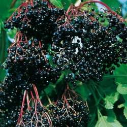 Sureau à fruits Haschberg - Leaderplant