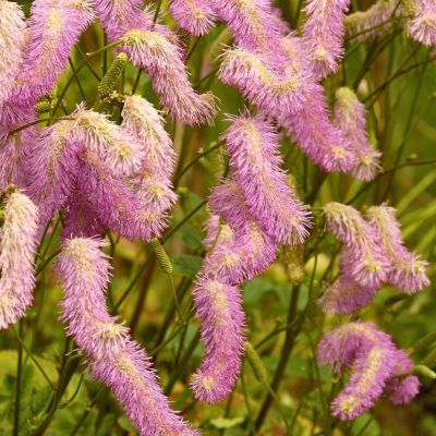 Pimprenelle Pink Brushes ® - Leaderplant