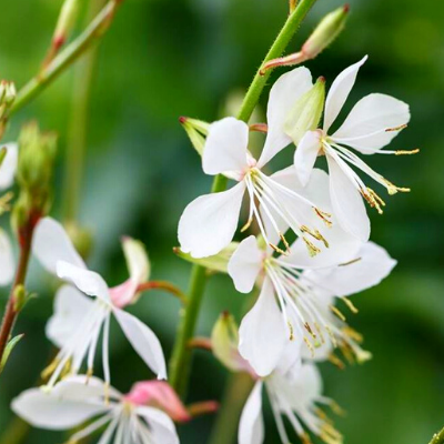 Gaura brise blanche - Vente en ligne de plants de Gaura brise blanche pas  cher | Leaderplant