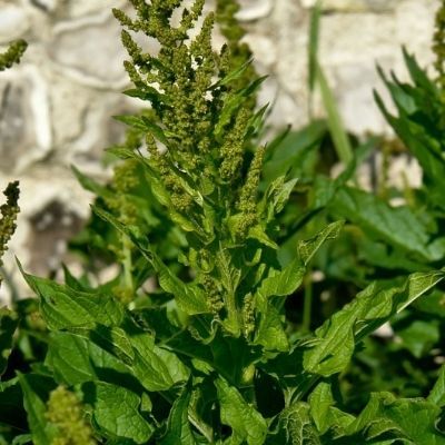Chénopode Bon Henri / Chenopodium bonus-henricus - Leaderplant