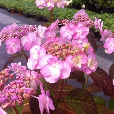 Hortensia Serrata 'Summer Glow'® - Leaderplant