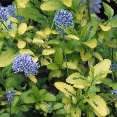 Céanothe Thyrsiflorus Panaché - Leaderplant