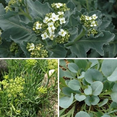 KIT Mesclun Maritime - Leaderplant