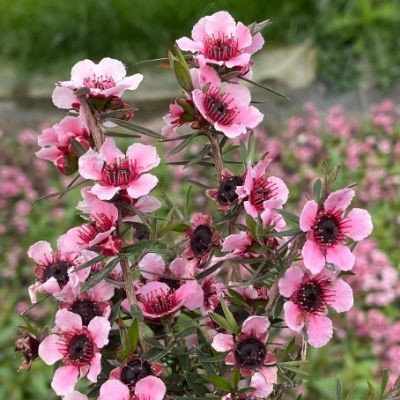 Leptospermum rose 'Martini' - Leaderplant