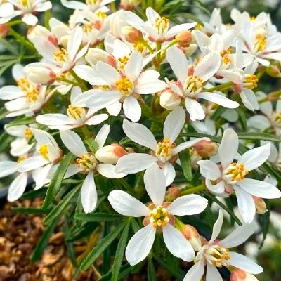 Oranger du Mexique Aztec Pearl - Leaderplant