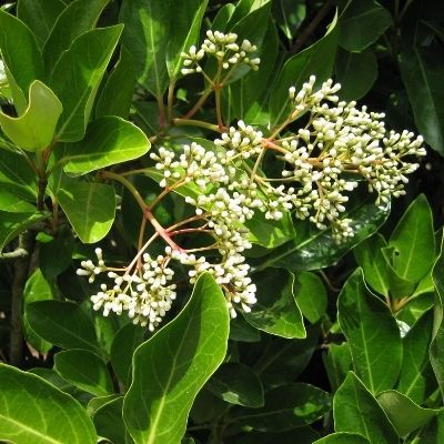 Viorne odorante à feuilles luisantes - Leaderplant