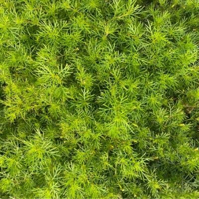 Oeillet Reglisse - Leaderplant