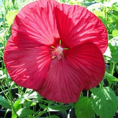 Hibiscus à grandes fleurs Extreme Magenta ® - Leaderplant