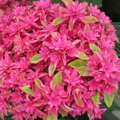 Hortensia Macrophylla Princess Diana - Leaderplant