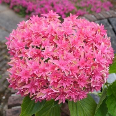 Hortensia Macrophylla Princess Diana - Leaderplant