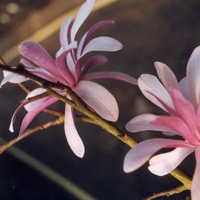 Magnolia étoilé rose - Leaderplant