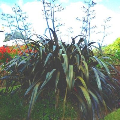 Phormium pourpre Lin de Nouvelle Zélande - Leaderplant