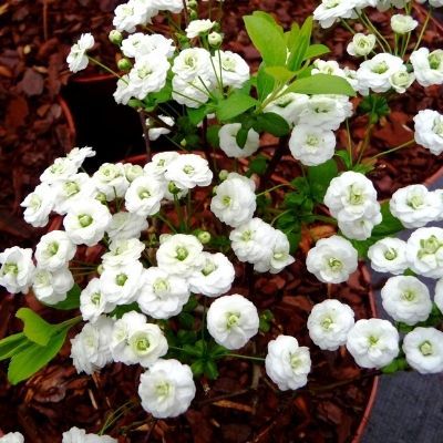 Spirée à fleur de nacre - Leaderplant