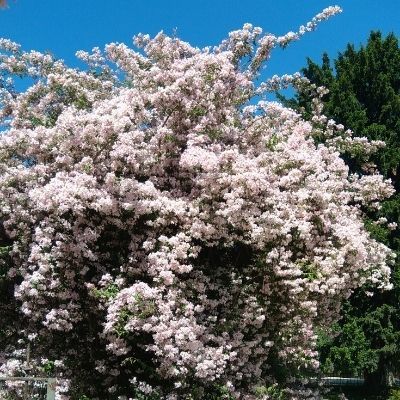 Kolkwitzia - Buisson de beauté - Leaderplant