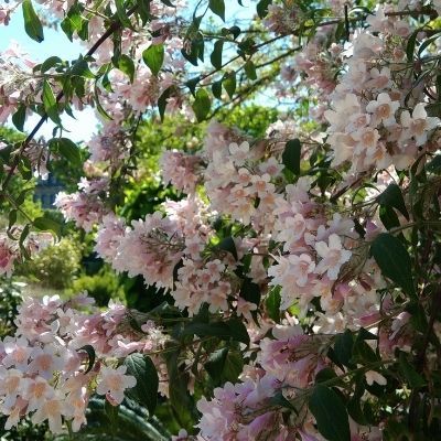 Kolkwitzia - Buisson de beauté - Leaderplant