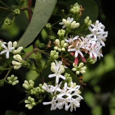 Heptacodium jasminoides - Leaderplant