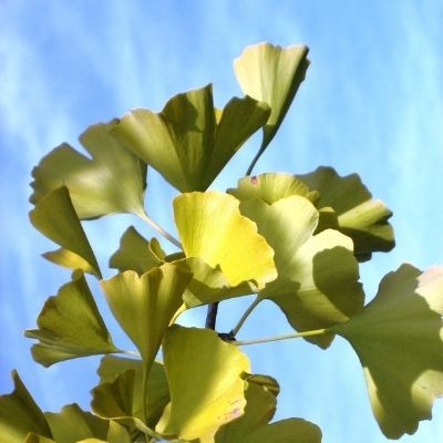 Gingko biloba - Arbre aux 40 écus - Leaderplant