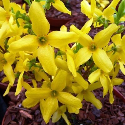 Forsythia - Mimosa de Paris Lynwood - Leaderplant