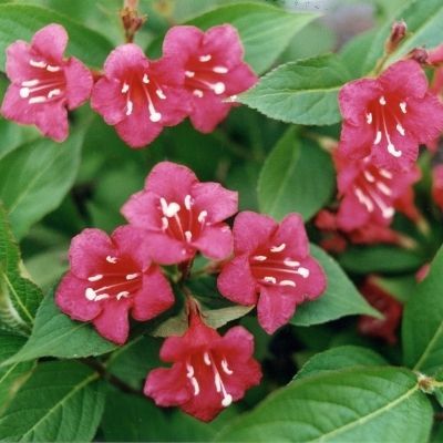 Weigelia Red Prince - Leaderplant