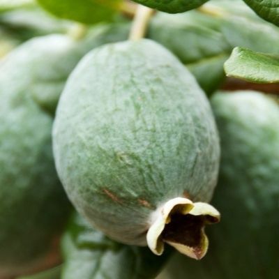 Goyavier du Brésil Apollo - Goyave Ananas - Feijoa - Leaderplant