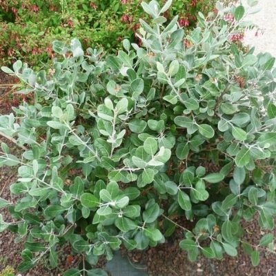 Goyavier du Brésil Apollo - Goyave Ananas - Feijoa - Leaderplant