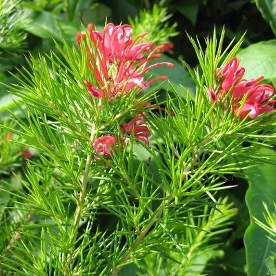 Grevillea Camberra Gem - Leaderplant