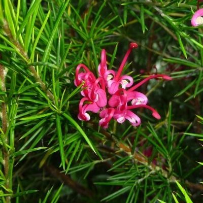 Grevillea Camberra Gem - Leaderplant