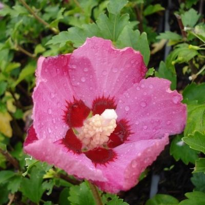 Hibiscus Woodbridge - Leaderplant