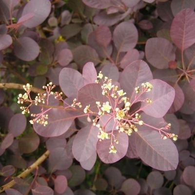 Cotinus pourpre - Arbre à perruque à feuillage pourpre - Leaderplant