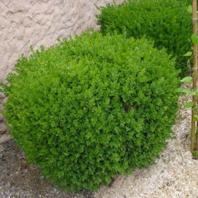 Buis à bordure - Leaderplant