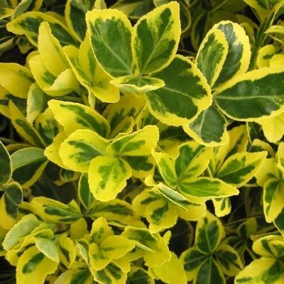 Fusain du Japon doré - Leaderplant