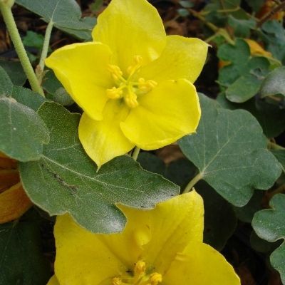 Frémontodendron California Glory - Leaderplant