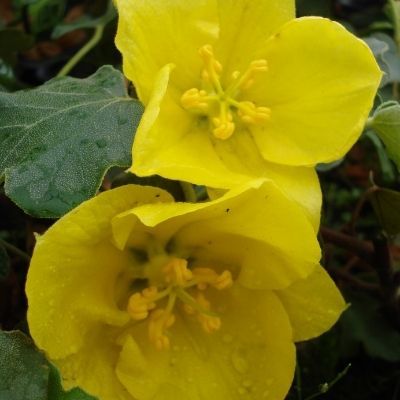 Frémontodendron California Glory - Leaderplant