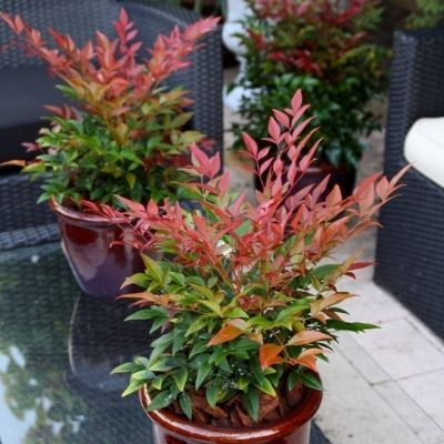 Nandina Obsessed ® - Leaderplant