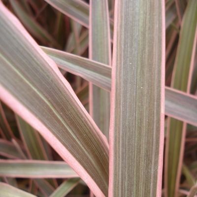 Phormium Pink Stripe Lin de Nouvelle Zélande - Leaderplant