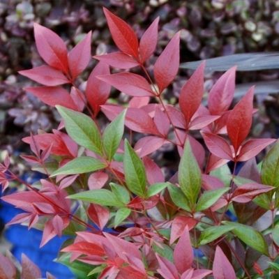 Nandina Obsessed ® - Leaderplant