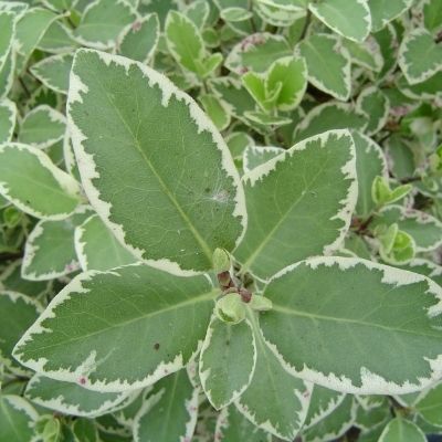 Pittosporum Garnetti - Leaderplant