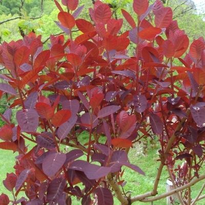 cotinus pourpre