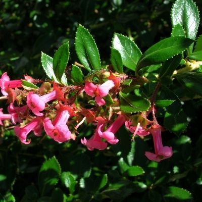 Escallonia Rouge - Leaderplant