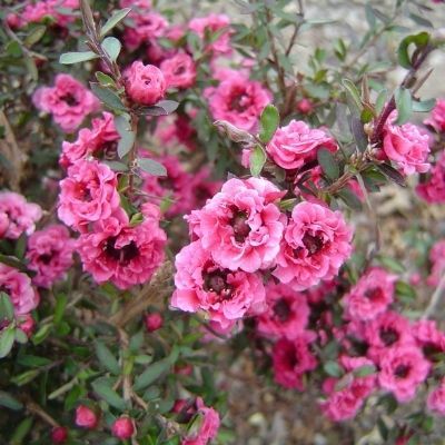 Leptospermum Rouge double - Arbre à thé - Leaderplant