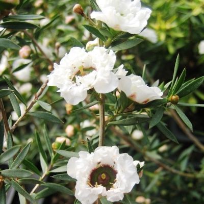 Leptospermum Snow Fluries blanc double - Leaderplant