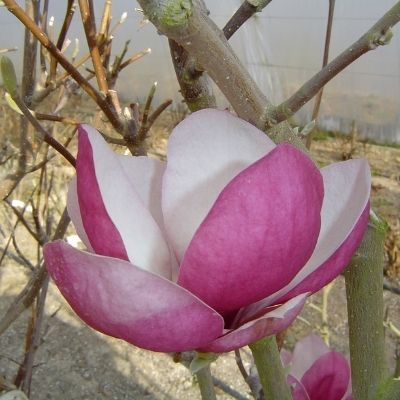 Magnolia Rustica Rubra - Leaderplant