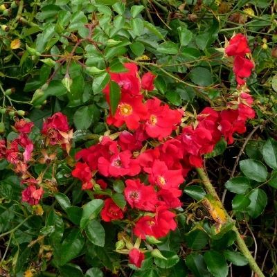 Rosier KORDES Sommerabend ® - Leaderplant