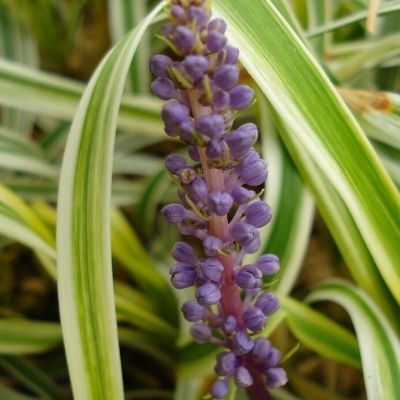 Muscari d'automne 'Silvery Sunproof' - Leaderplant