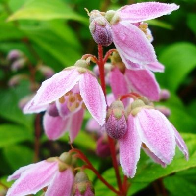 Deutzia Perle Rose - Leaderplant