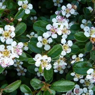 Cotoneaster rampant Skogolmen - Leaderplant