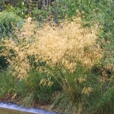Graminée Stipe géante / Avoine géante - Leaderplant