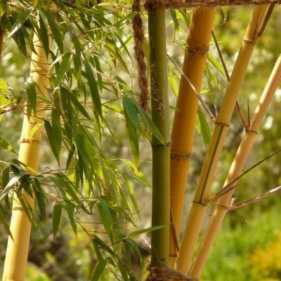 Bambou Phyllostachys Aureocaulis - Leaderplant