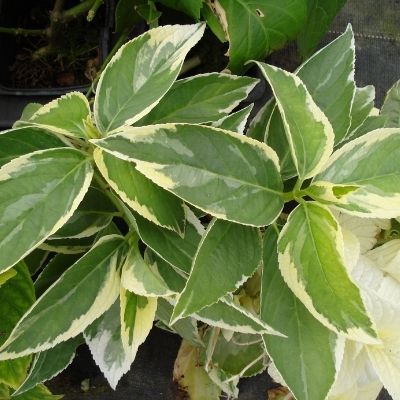 Hortensia Macrophylla tricolor - Leaderplant